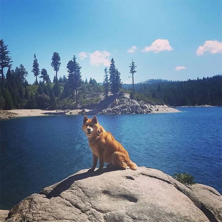 Image from Crystal blue persuasion on DogTrekker