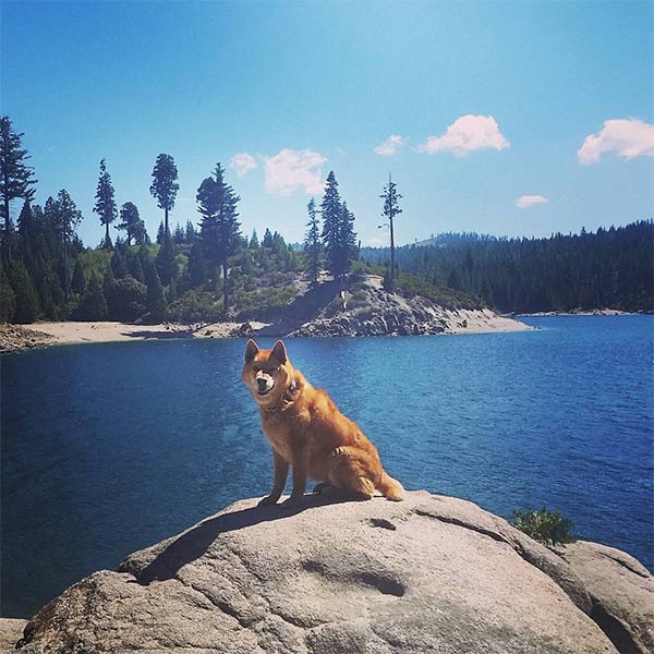 Dog overlooking crystal blue Lake Tahoe