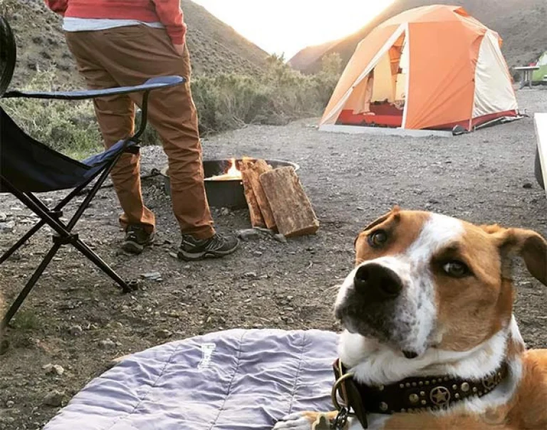 Image from Save on camping with America the Beautiful pass on DogTrekker