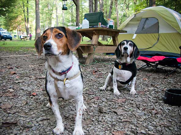 Two dogs playing in a campground
