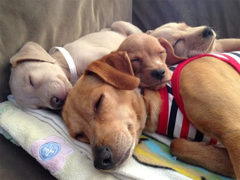 Image from SPCA for Monterey County 2017 on DogTrekker