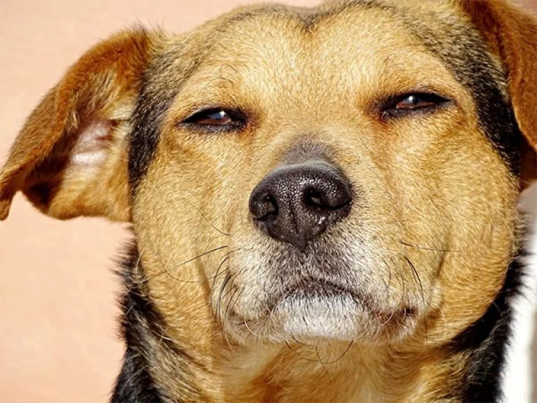Image from Marijuana toxicity on DogTrekker