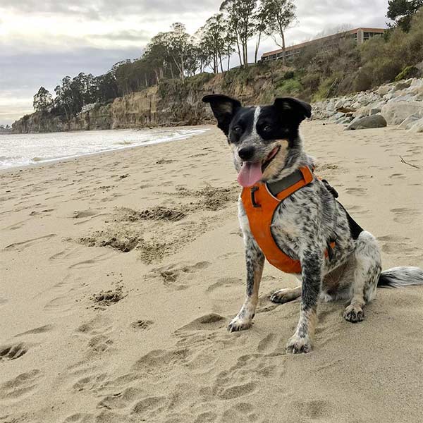 Dog in red harness on a beach