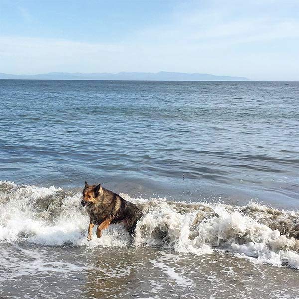 Dog in ocean waves