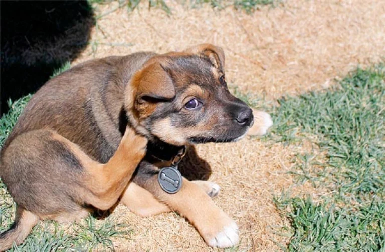 Image from Is your dog itchin’ and scratchin’? on DogTrekker