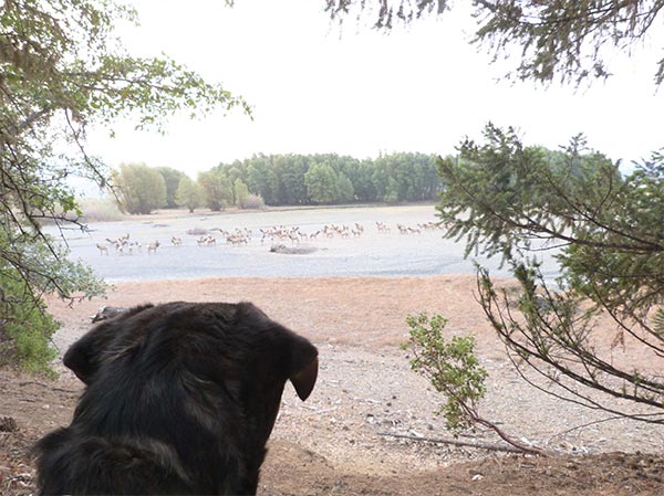 Dog looking out at Lake Pillsbury