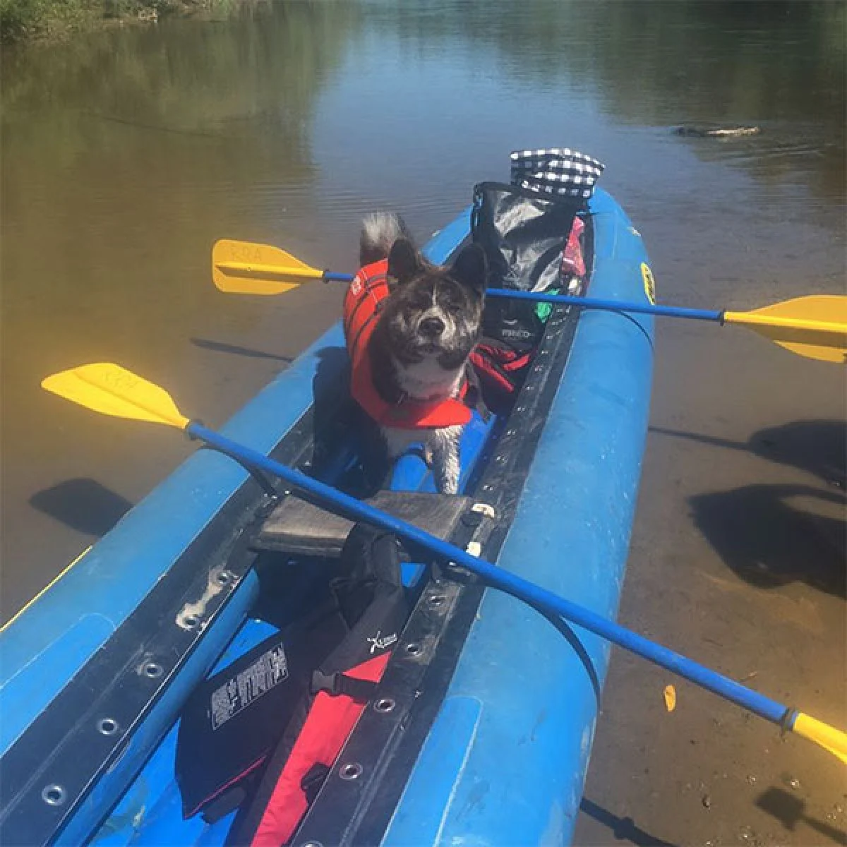 Image from Down a lazy river with rover on DogTrekker