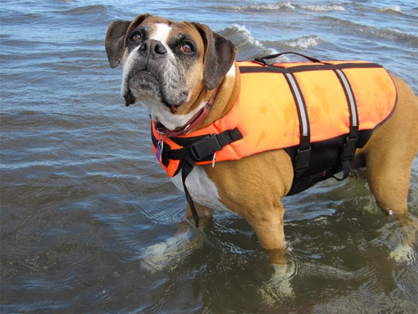 Dog with left jacket in the water