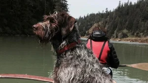 Moseying on Mendocino waterways