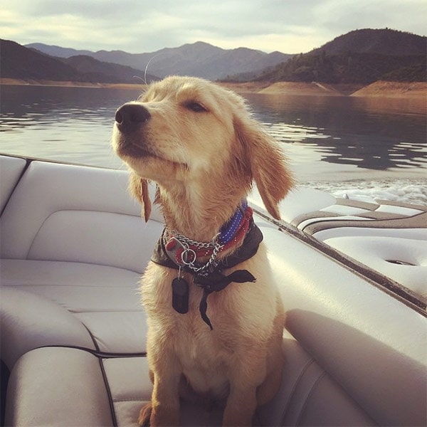Dog enjoying sniffing the air at Shasta Lake
