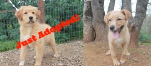 A vibrant dog park bathed in sunlight features abundant greenery with mature trees, offering ample shade for leisurely outdoor activities. In the distance is a well-equipped playground that presents an additional activity area. An inviting picnic table spreads out nearby, ideal for enjoying meals al fresco or taking relaxing breaks from play. A neatly-placed trash bin aids in maintaining the park's cleanliness for everyone's enjoyment. Dominating the scene is a generously wide dirt path gracefully curving through the expanse of grass, promising exploratory walks and lively fetch games.