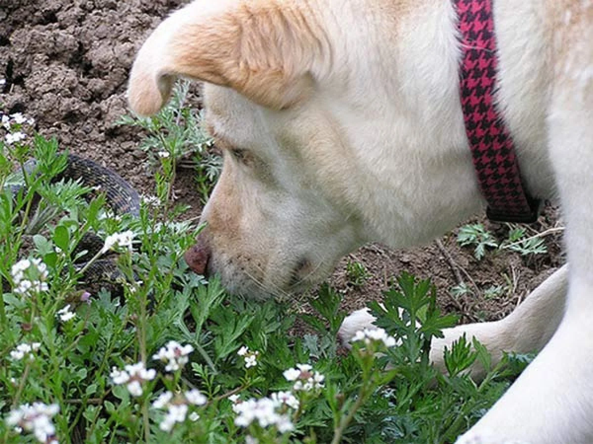 Image from Snake bites on DogTrekker