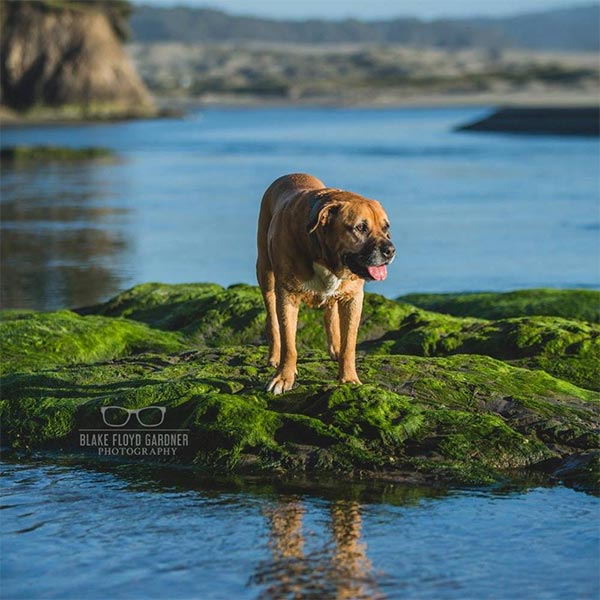 Dog at a beach in Mendocino county