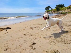 Dog running on the beach in Santa Cruz County