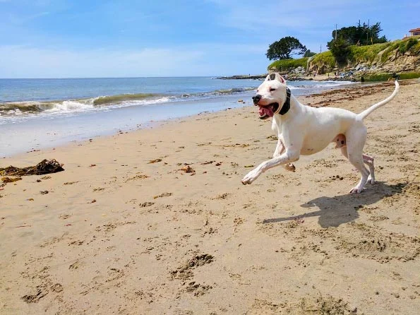Image from Hugging the coast in Santa Cruz County on DogTrekker