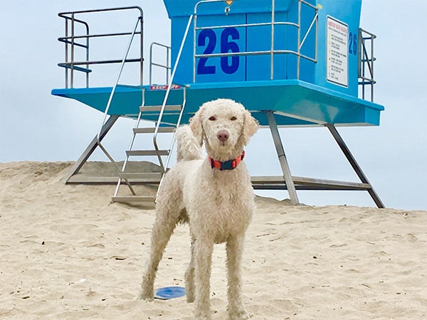 Dog on beach in front of lifeguard stand