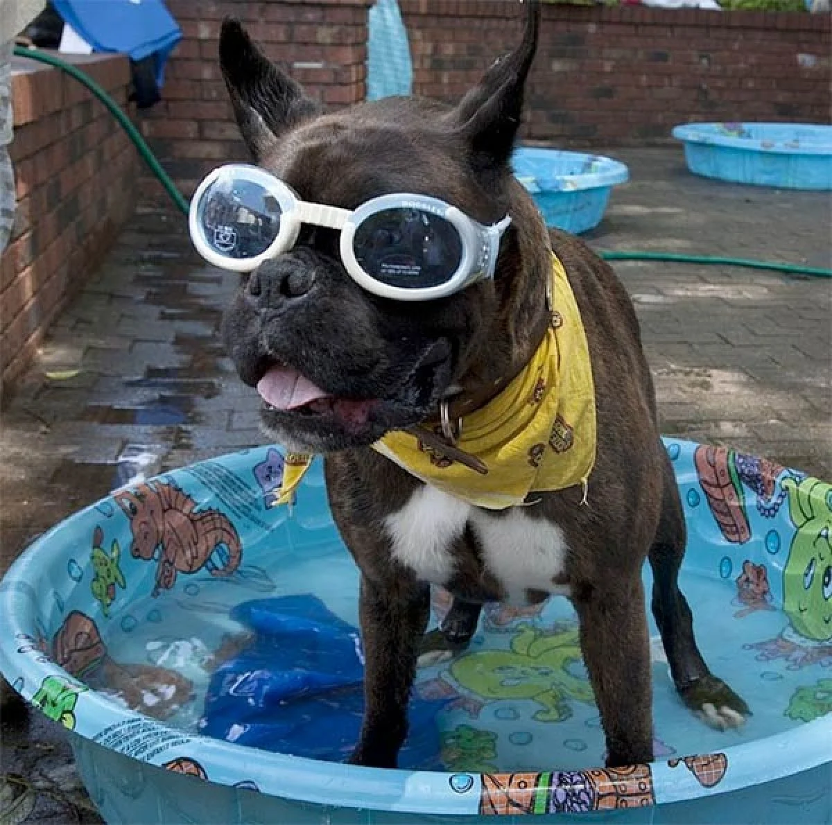 Image from Sun safety for your dog on DogTrekker