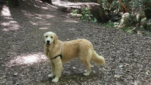 Marin County Open Space