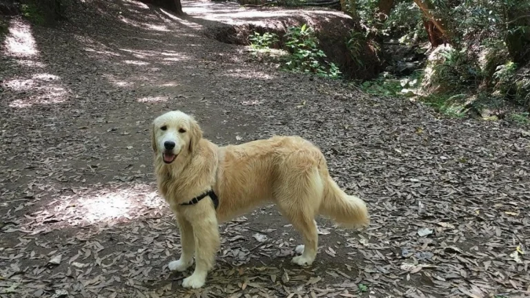 Image from Marin County Open Space on DogTrekker
