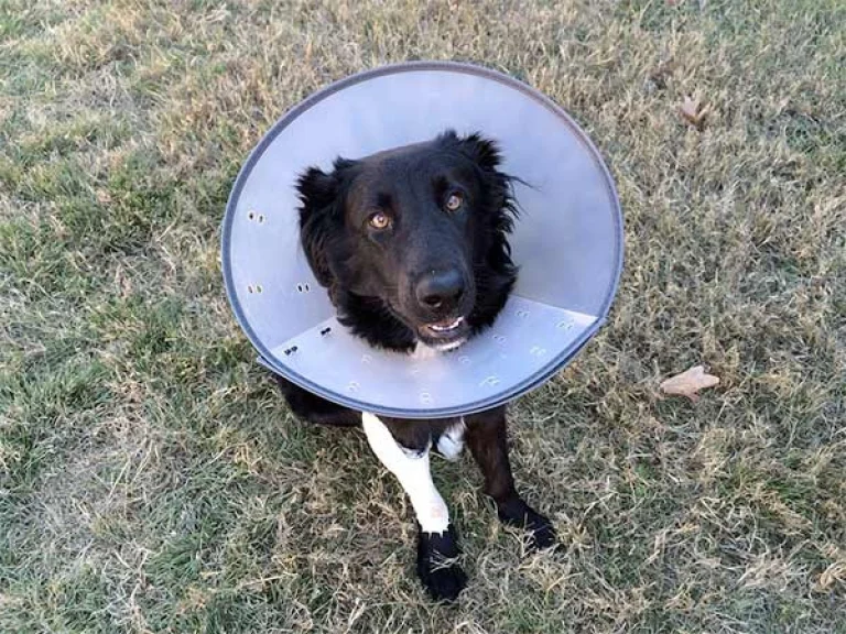 Image from Pet insurance on DogTrekker