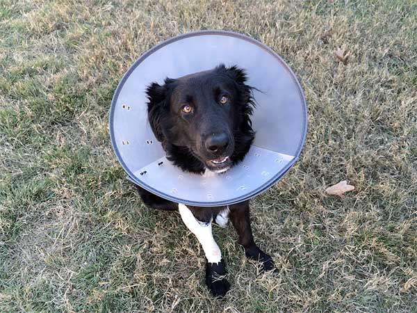 Black dog wearing a plastic cone