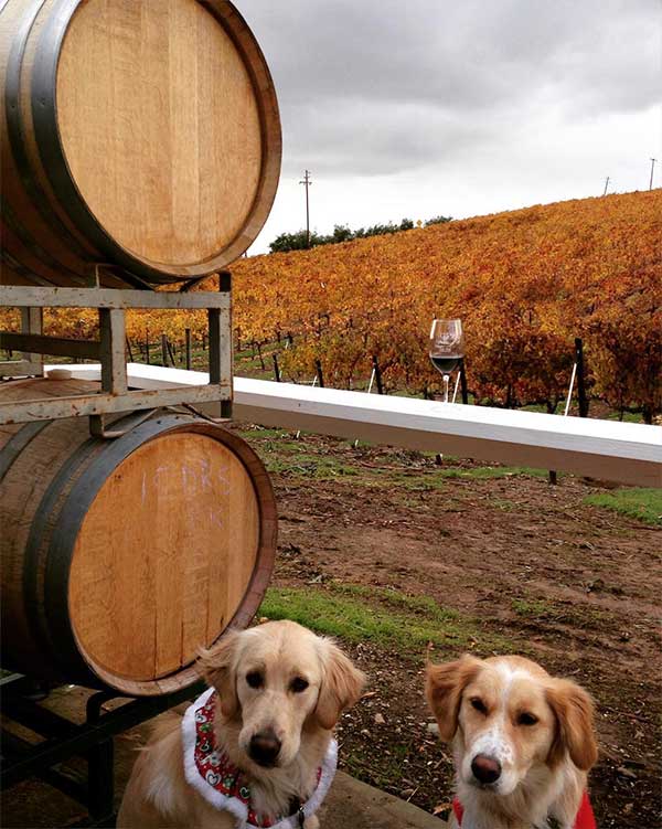 Wine Barrels in the Tri-Valley