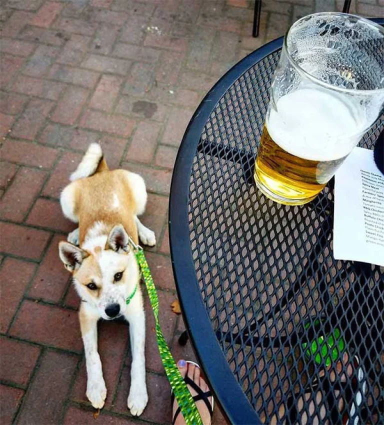 Image from Chow down in a Valley town on DogTrekker