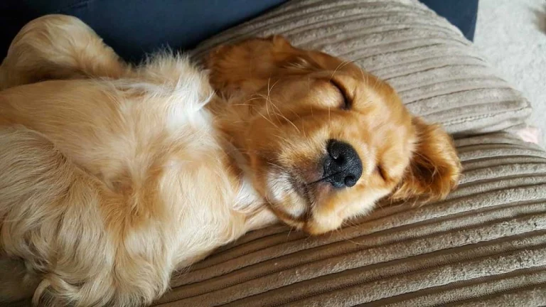 Image from Pull up a pillow (and a dog bed) and stay the night on DogTrekker
