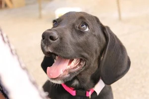 Bringing home a new dog