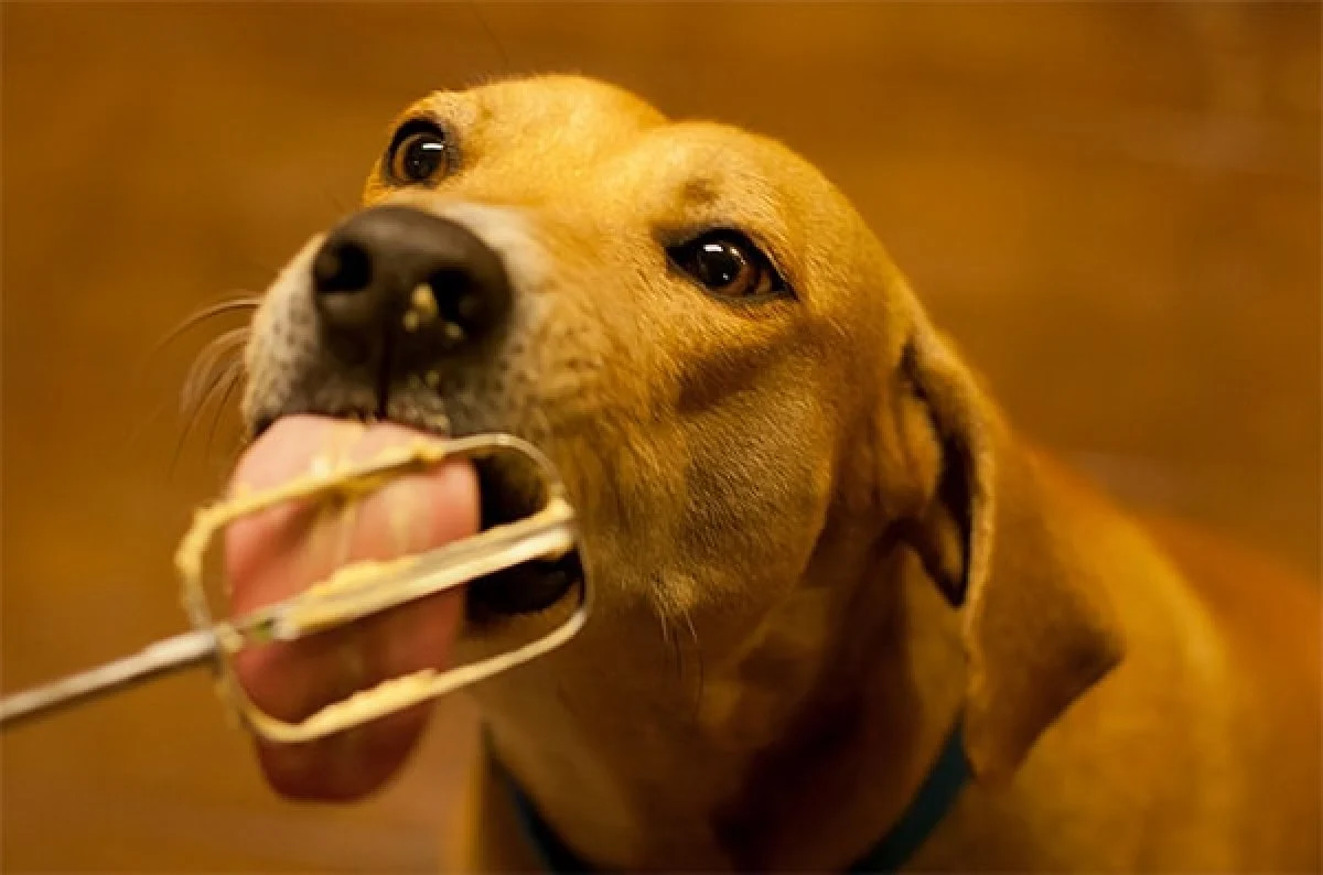 Image from Unexpected toxic substances in the kitchen on DogTrekker