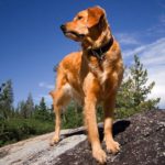 Dog looking for dinner in Calaveras County