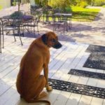 Big red dog at a winery in Amador County