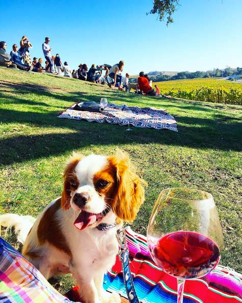 Dog in a dog- and family-friendly winery