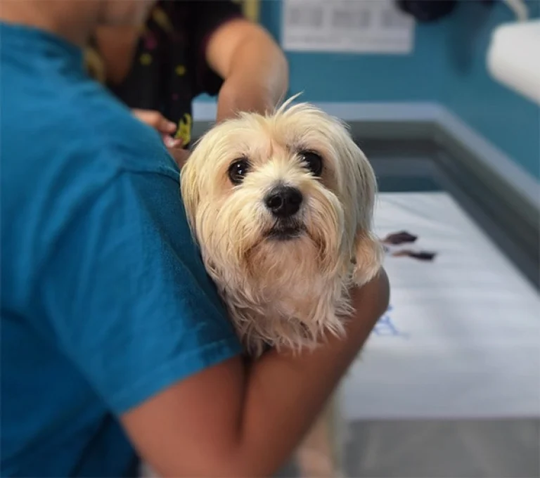 Image from The importance of initial core vaccines in dogs on DogTrekker