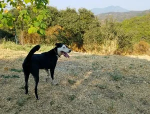 Orphan dog rescue