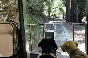 Riding through the redwoods