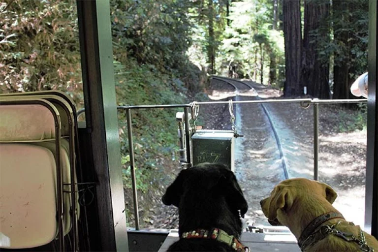 Image from Riding through the redwoods on DogTrekker