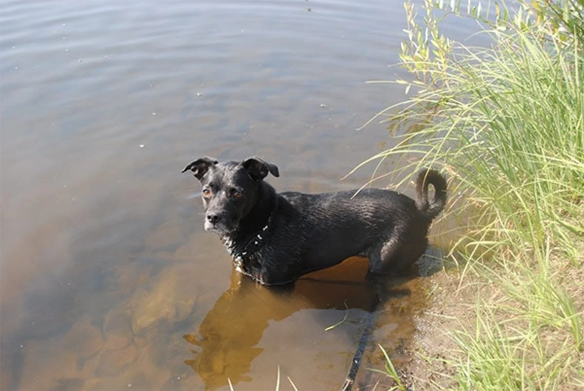 Image from High Sierra Animal Rescue on DogTrekker