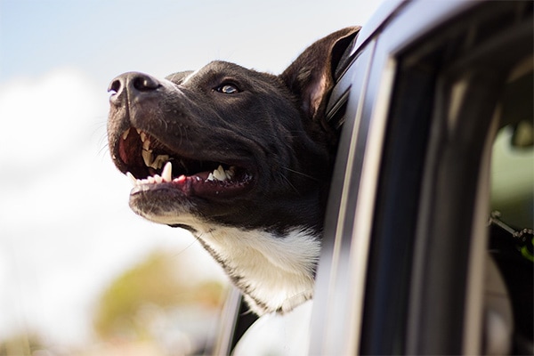 Dog with head out of car window in Shasta Cascade