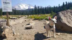 Make time for Mount Shasta