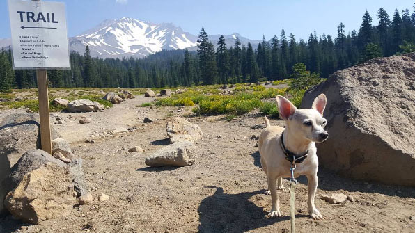 White dog with Mount Shasta in background