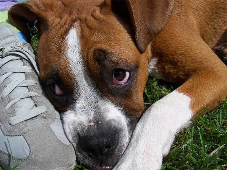 Image from Separation anxiety in dogs on DogTrekker