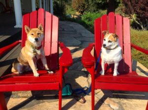 Dogs in two big red chairs in Hopland