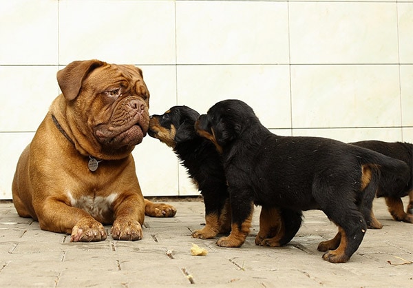 Puppy and older dog socializing