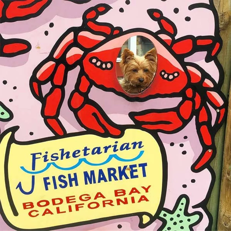 Image from You can bet your Bodega on this on DogTrekker