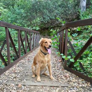 Dog on walking bridge in Redding