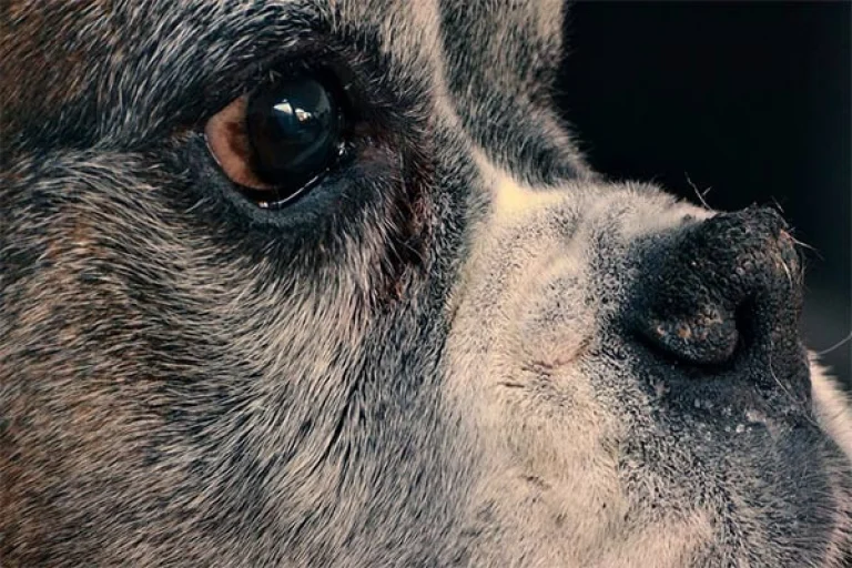 Image from Cushing's disease on DogTrekker