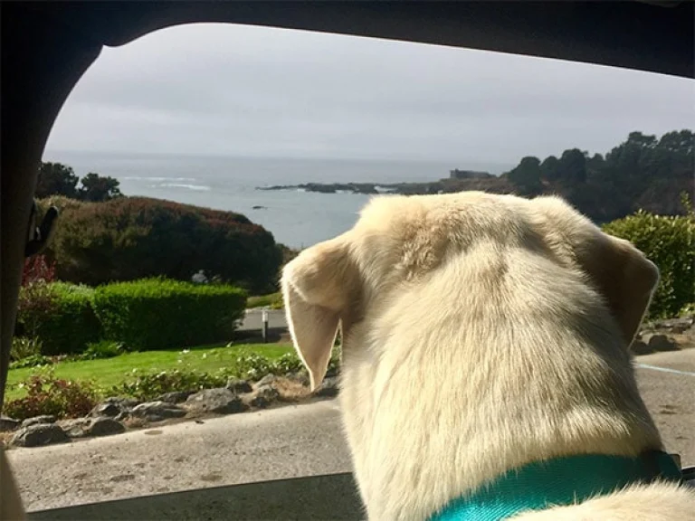 Image from Paws for an overnight break in Mendocino County on DogTrekker