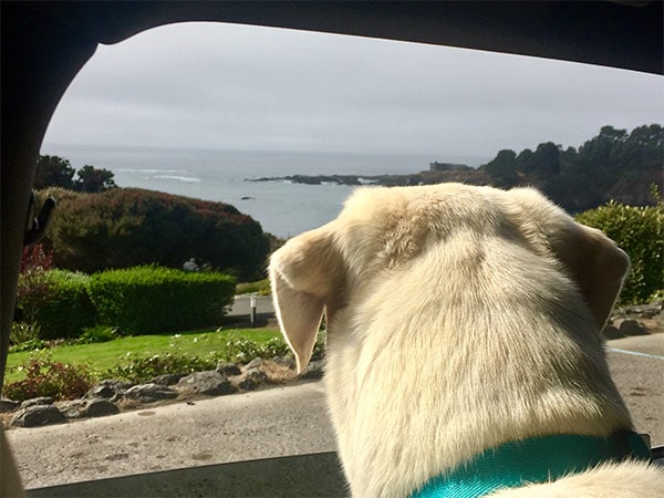 Dog looking at Mendocino County scenery