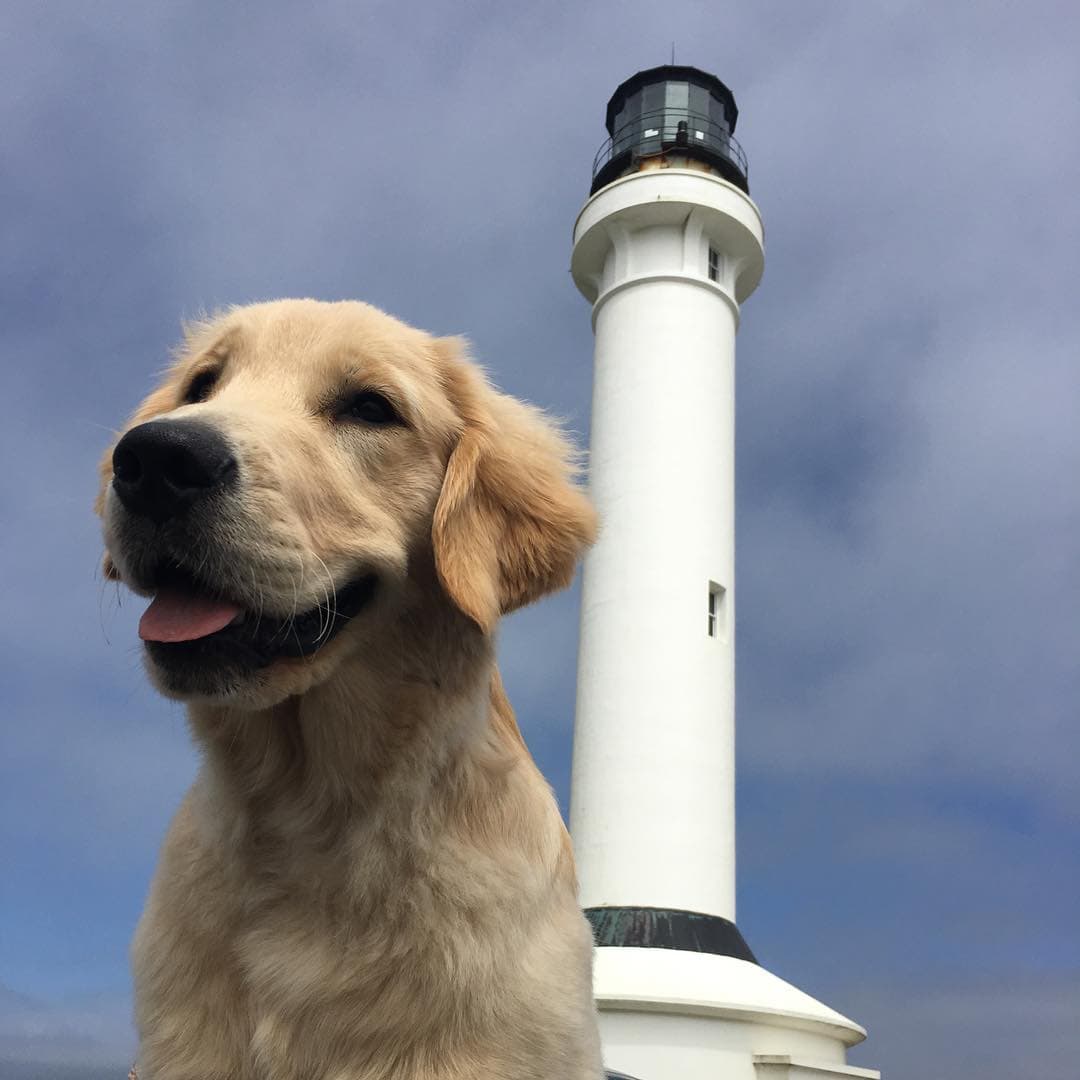 Dog at a coastal lighthouse